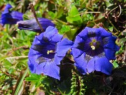 32 Gentiana acaulis (Genziana di  Koch)